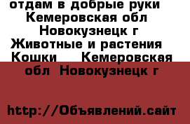 отдам в добрые руки. - Кемеровская обл., Новокузнецк г. Животные и растения » Кошки   . Кемеровская обл.,Новокузнецк г.